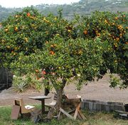 Citrus limonia 'Kona lime'