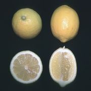 'Limoneira 8A' Lisbon sitruuna