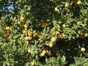 'Limoneira 8A' Lisbon lemon
