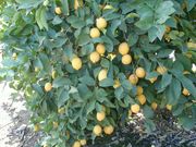 'Limoneira 8A' Lisbon lemon