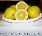 'Limoneira 8A' Lisbon lemon