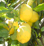 Sitruuna 'Lisbon'