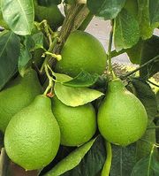 Pear lemon, Citrus lumia