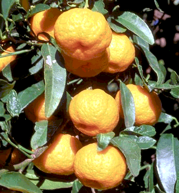 Nasnaranmandariiini Citrus amlycarpa