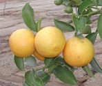 Citrus limettioides' Mary Ellen' Citrus limettioides 'Mary Ellen'