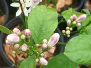 Meyer lemon