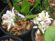 Meyer lemon