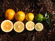 Meyer lemon