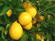 Meyer lemon