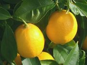 Meyer lemon