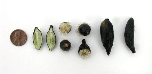 Microcitrus australasica, Australian finger lime