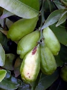 Russel River lime, Microcitrus inodora