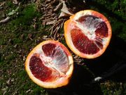 'Moro' blood orange