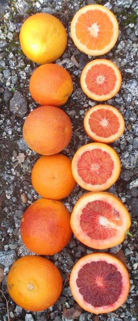 Moro blood orange