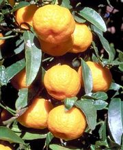 Mandarin 'Nasnaran'  C. Jacquemond / INRA