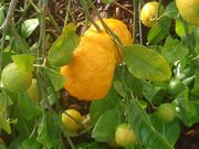 Natsumikan, Japanese summer orange