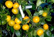 Satsuma 'Okitsu'