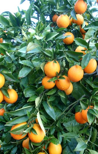 Fruto da laranja da árvore de Catawaga