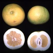 'Oroblanco' pomelogreippi