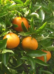 Mandora (Ortanique) mandariini