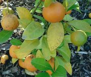 otaheitenlimetti