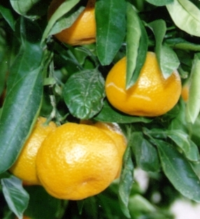 Owari satsuma, Citrus unshiu 'Owari'