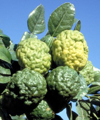 Mauritius papeda, Citrus hystrix
