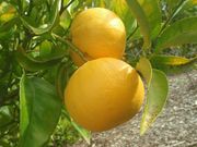 'Perrine' lemonine