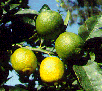 Persianlimetti