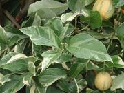 Variegated Pink-fleshed Eureka lemon