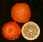 Pomeranssi