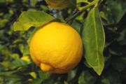 pomonasitruuna