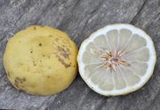 Adam's apple, Citrus aurata