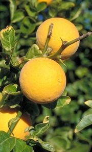 Trifoliate orange 'Argentine'