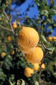 Trifoliate orange 'Rich', Poncirus trifoliata