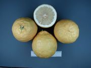 Ponderosa lemon, Citrus pyriformis