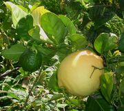 Ponderosa lemon, Citrus pyriformis