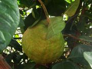 Ponderosa lemon, Citrus pyriformis