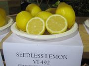 'Seedless Lemon' CCPP  California