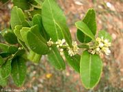 Severinia buxifolia, Boxthorn