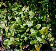 Severiania buxifolia, Chinese Box orange