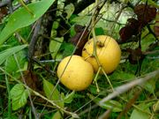 Snow lemon, Citrus kulu