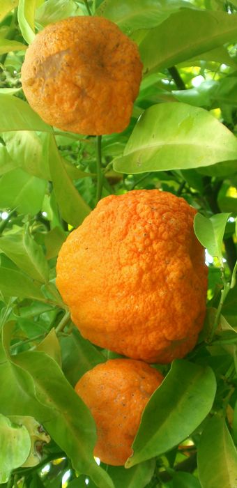 'Bouquet de fleurs' sour orange