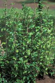 Wampee, Clausena lansium