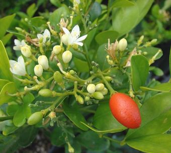 starr_murrayapaniculata_800.jpg