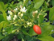 Mock orange, Murray paniculata