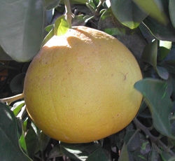 'Tahitian' pomelo