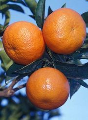 Tangelo 'Nova'  C. Jacquemond / INRA