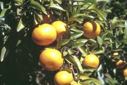 Mandariini 'Murcott'