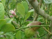 'Yemen' citron